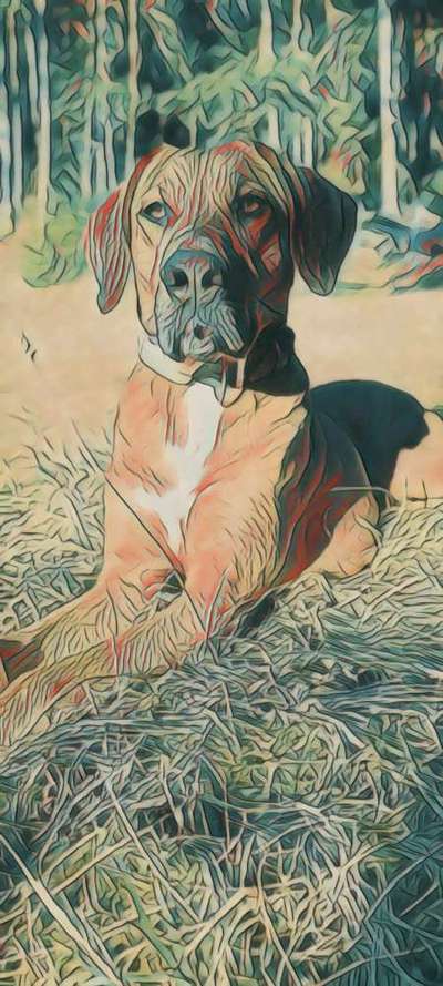 Rhodesian Ridgeback-Beitrag-Bild