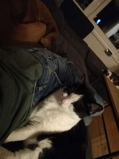 Rhodesian Ridgeback-Beitrag-Bild