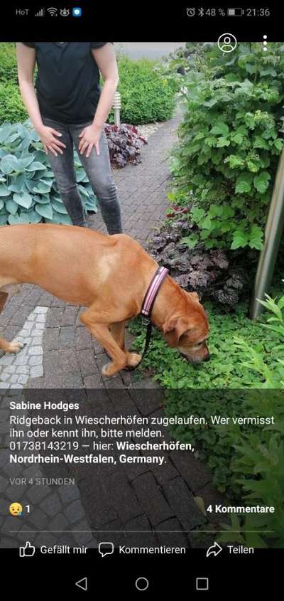 Rhodesian Ridgeback-Beitrag-Bild