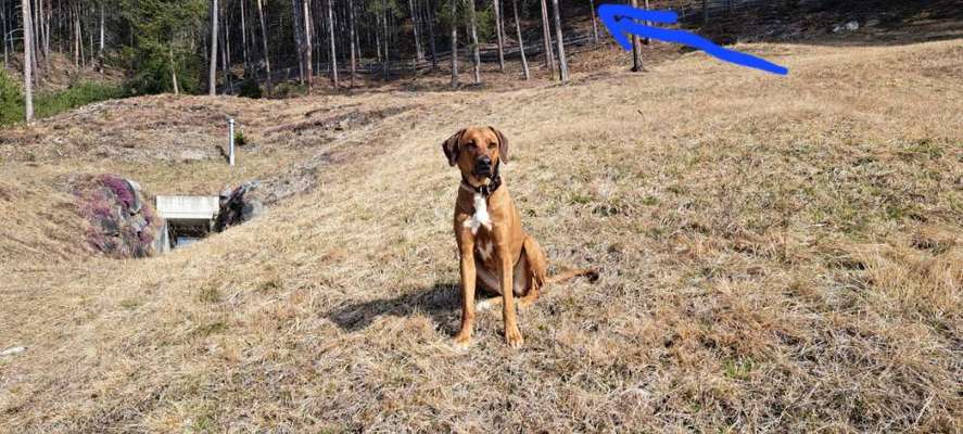 Rhodesian Ridgeback-Beitrag-Bild