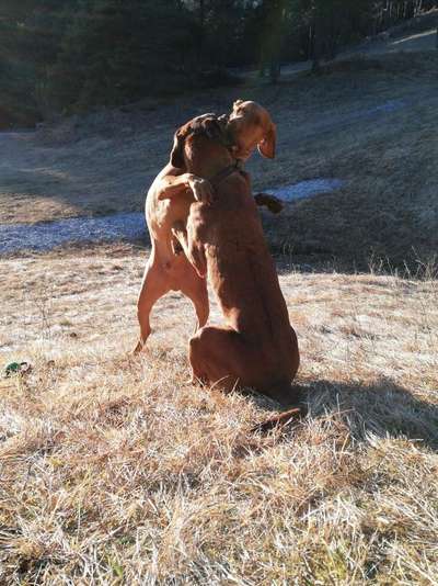 Rhodesian Ridgeback-Beitrag-Bild