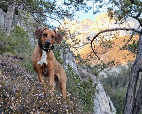 Rhodesian Ridgeback-Beitrag-Bild