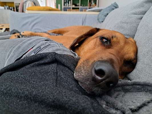 Rhodesian Ridgeback-Beitrag-Bild