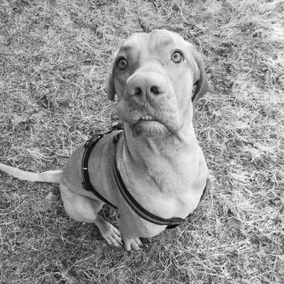 Rhodesian Ridgeback-Beitrag-Bild
