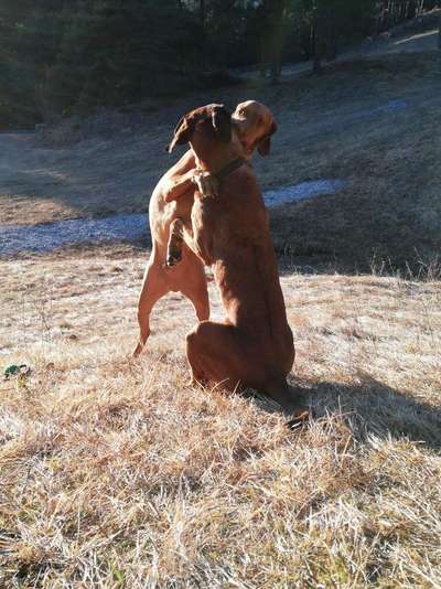Rhodesian Ridgeback-Beitrag-Bild