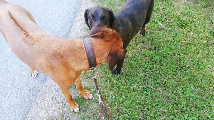 Rhodesian Ridgeback-Beitrag-Bild