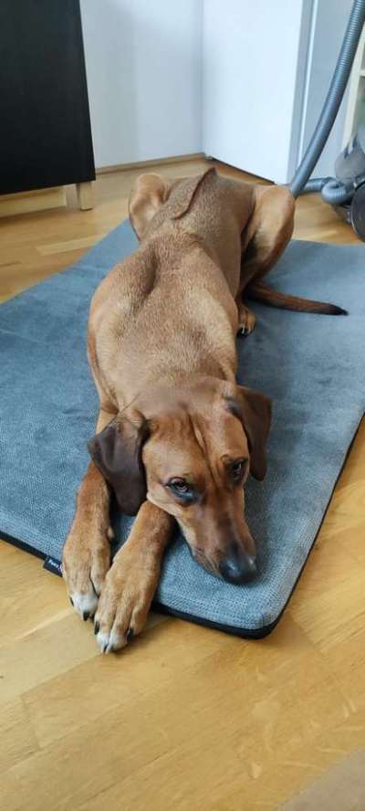 Rhodesian Ridgeback-Beitrag-Bild