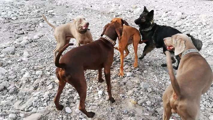 Rhodesian Ridgeback-Beitrag-Bild