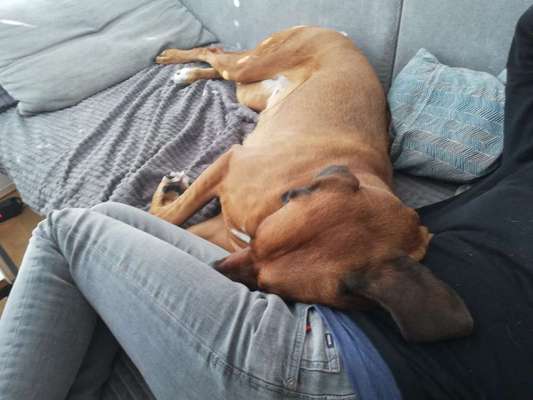 Rhodesian Ridgeback-Beitrag-Bild