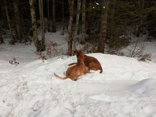 Rhodesian Ridgeback-Beitrag-Bild