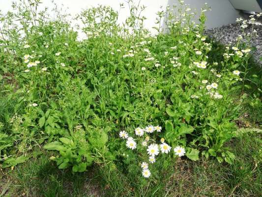 Rhodesian Ridgeback-Beitrag-Bild