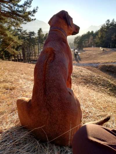Rhodesian Ridgeback-Beitrag-Bild