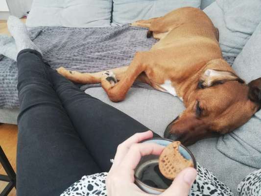 Rhodesian Ridgeback-Beitrag-Bild