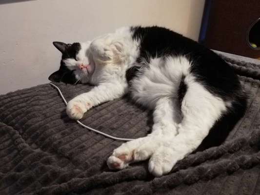 Rhodesian Ridgeback-Beitrag-Bild