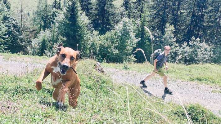Rhodesian Ridgeback-Beitrag-Bild