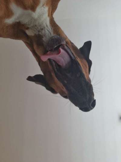 Rhodesian Ridgeback-Beitrag-Bild