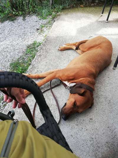 Rhodesian Ridgeback-Beitrag-Bild