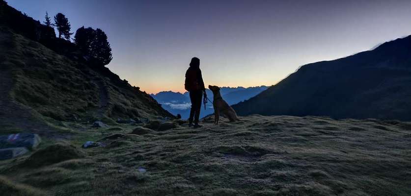 Rhodesian Ridgeback-Beitrag-Bild