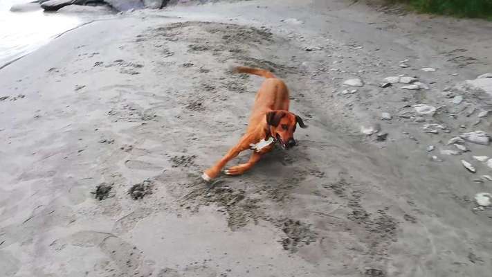 Rhodesian Ridgeback-Beitrag-Bild