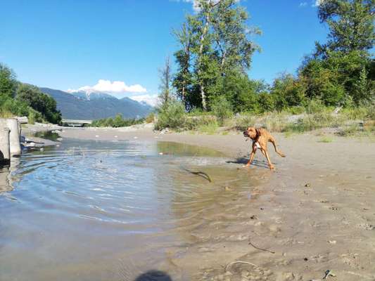 Rhodesian Ridgeback-Beitrag-Bild