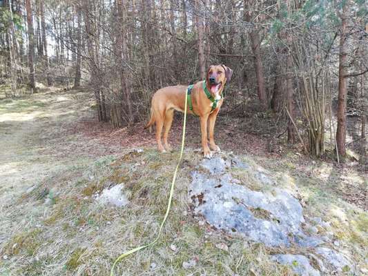 Ridgeback Ausstattung-Beitrag-Bild