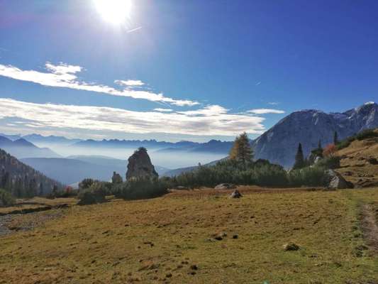 Rhodesian Ridgeback-Beitrag-Bild