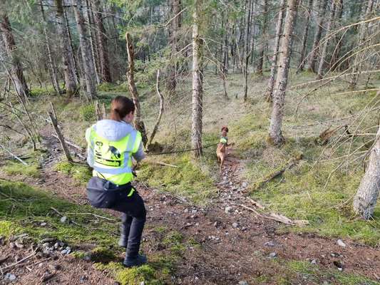 Rhodesian Ridgeback-Beitrag-Bild