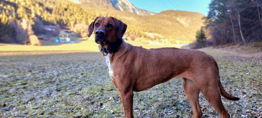 Rhodesian Ridgeback-Beitrag-Bild