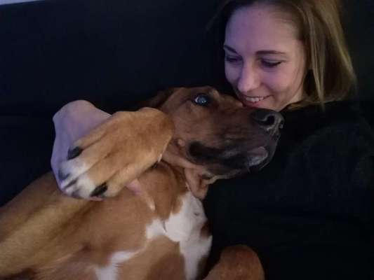 Rhodesian Ridgeback-Beitrag-Bild