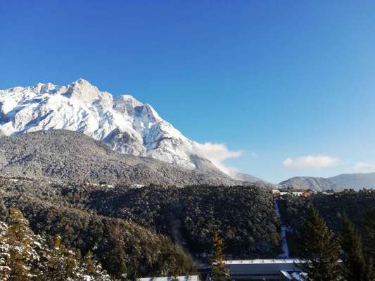 Rhodesian Ridgeback-Beitrag-Bild