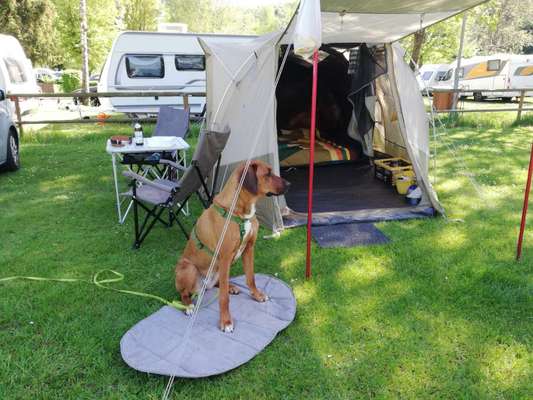 Rhodesian Ridgeback-Beitrag-Bild