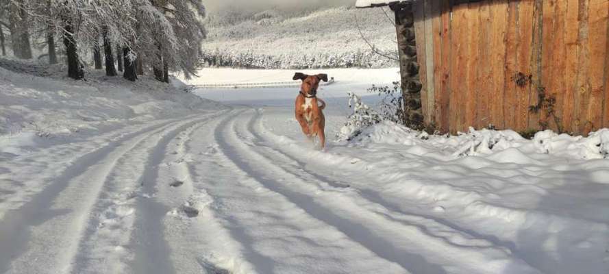 Rhodesian Ridgeback-Beitrag-Bild