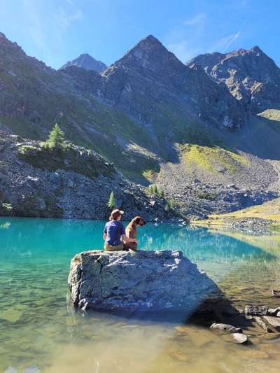 Rhodesian Ridgeback-Beitrag-Bild