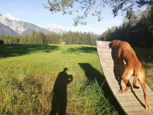 Rhodesian Ridgeback-Beitrag-Bild