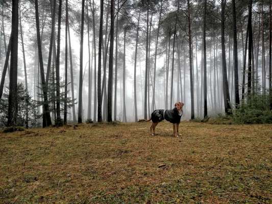 Rhodesian Ridgeback-Beitrag-Bild