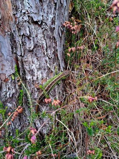 Rhodesian Ridgeback-Beitrag-Bild