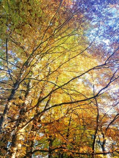 Rhodesian Ridgeback-Beitrag-Bild