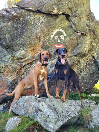 Rhodesian Ridgeback-Beitrag-Bild