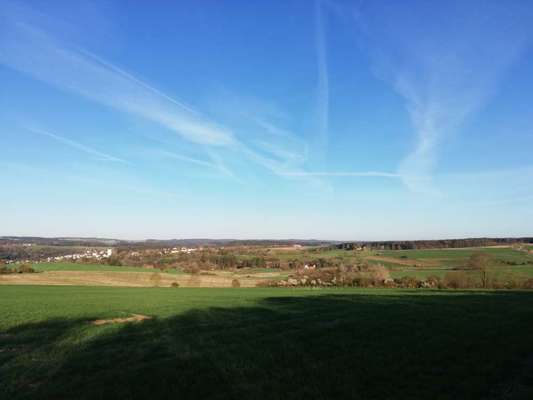 Rhodesian Ridgeback-Beitrag-Bild