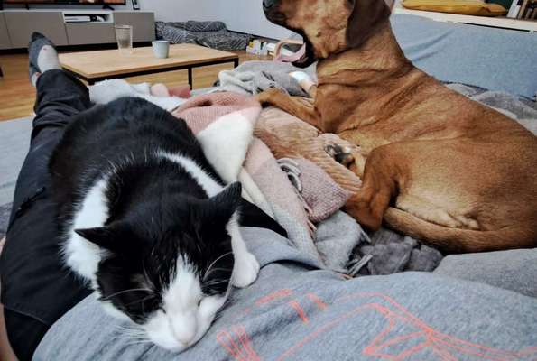 Rhodesian Ridgeback-Beitrag-Bild