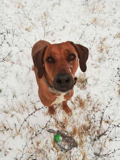 Rhodesian Ridgeback-Beitrag-Bild