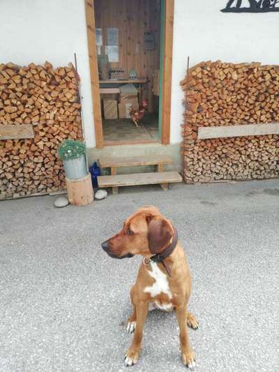Rhodesian Ridgeback-Beitrag-Bild