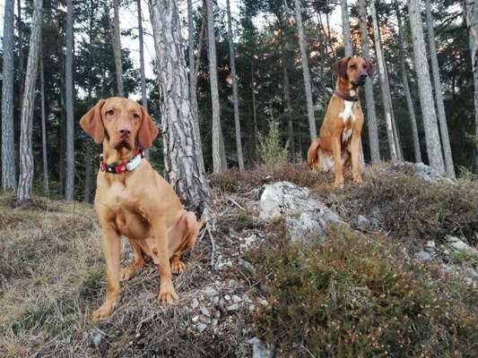 Rhodesian Ridgeback-Beitrag-Bild