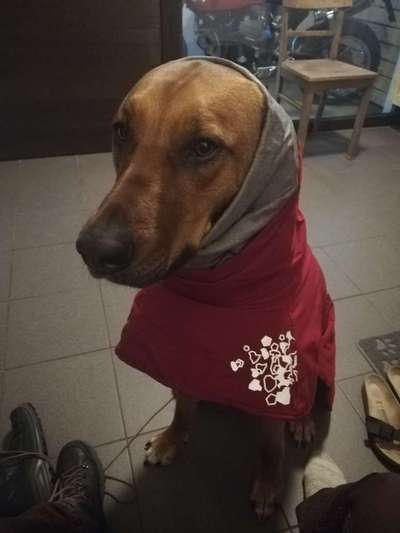 Rhodesian Ridgeback-Beitrag-Bild