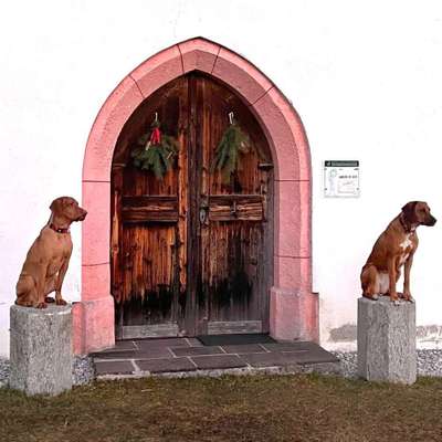 Rhodesian Ridgeback-Beitrag-Bild