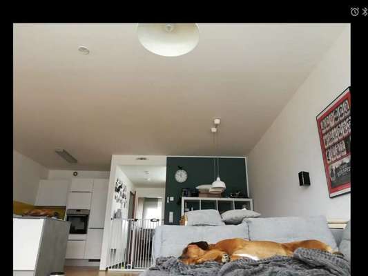 Rhodesian Ridgeback-Beitrag-Bild