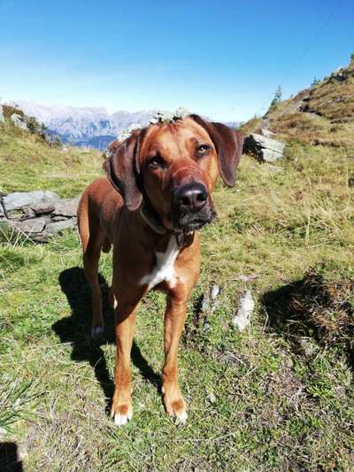 Rhodesian Ridgeback-Beitrag-Bild
