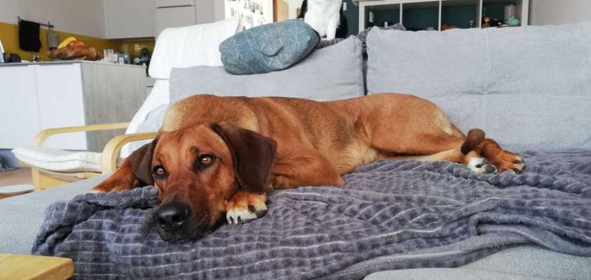 Rhodesian Ridgeback-Beitrag-Bild
