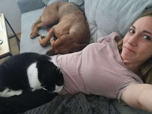 Rhodesian Ridgeback-Beitrag-Bild