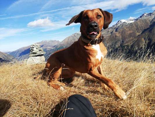 Rhodesian Ridgeback-Beitrag-Bild